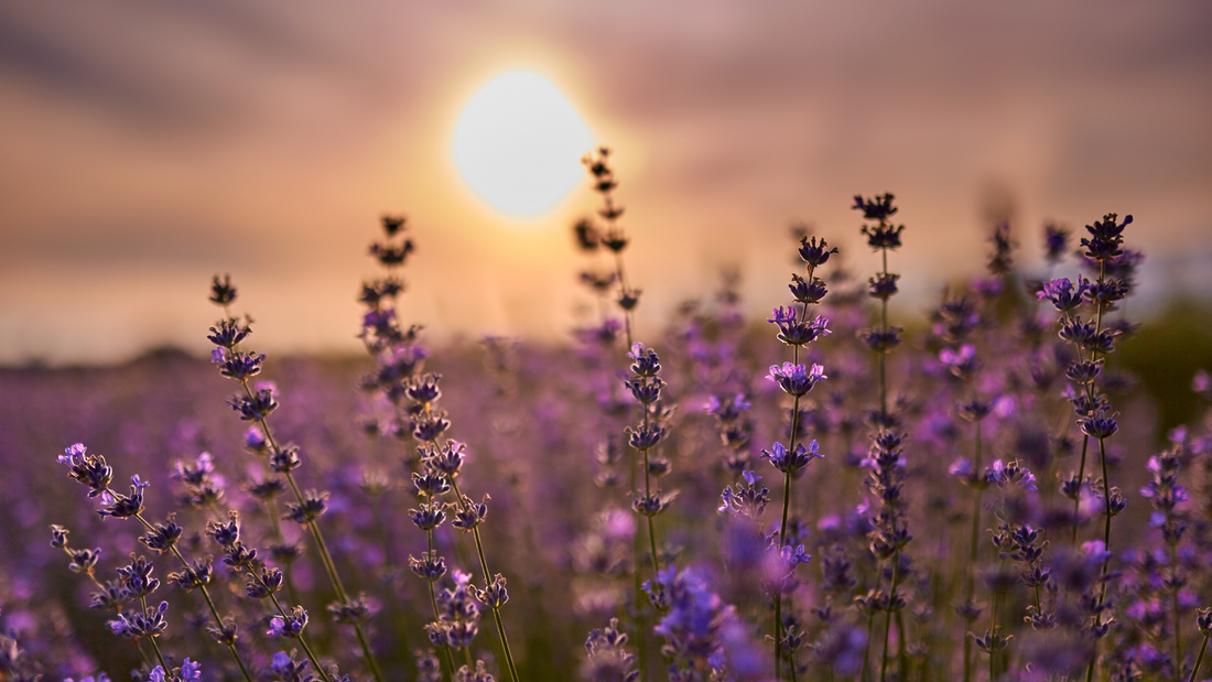 Lavendel etherische olie