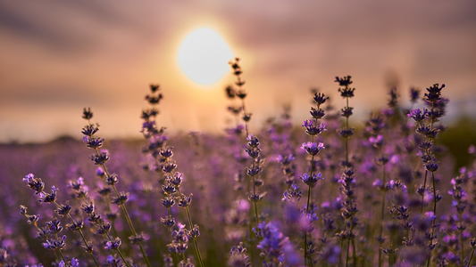 Lavendel etherische olie